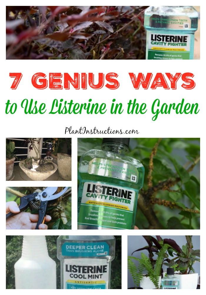 Listerine in the Garden