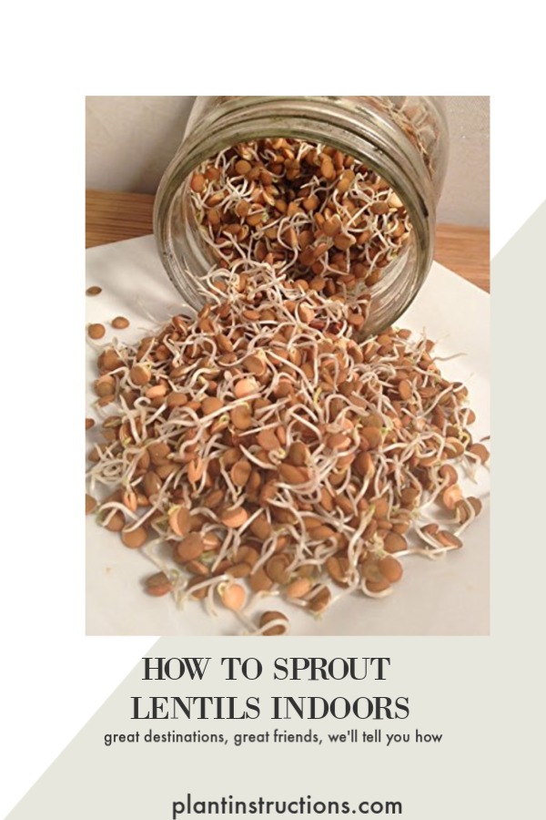 Sprout Lentils Indoors