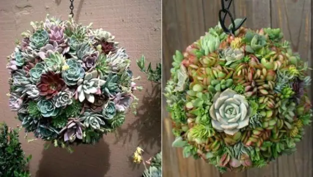 How to Make Succulent Balls - Plant Instructions