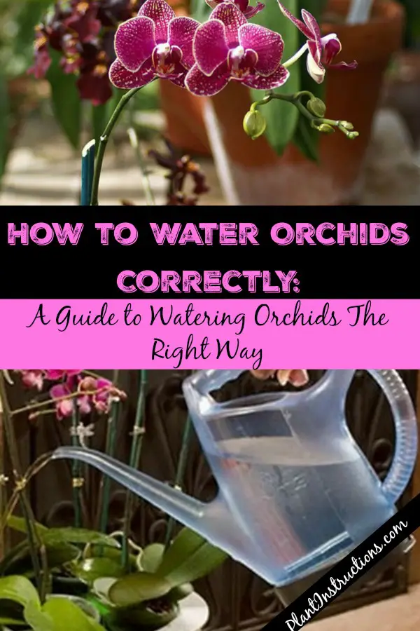Watering Orchids