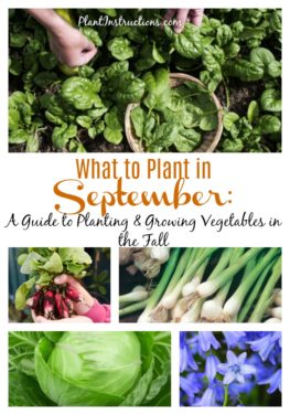 What to Plant in September: A Guide to Planting & Growing Vegetables in ...