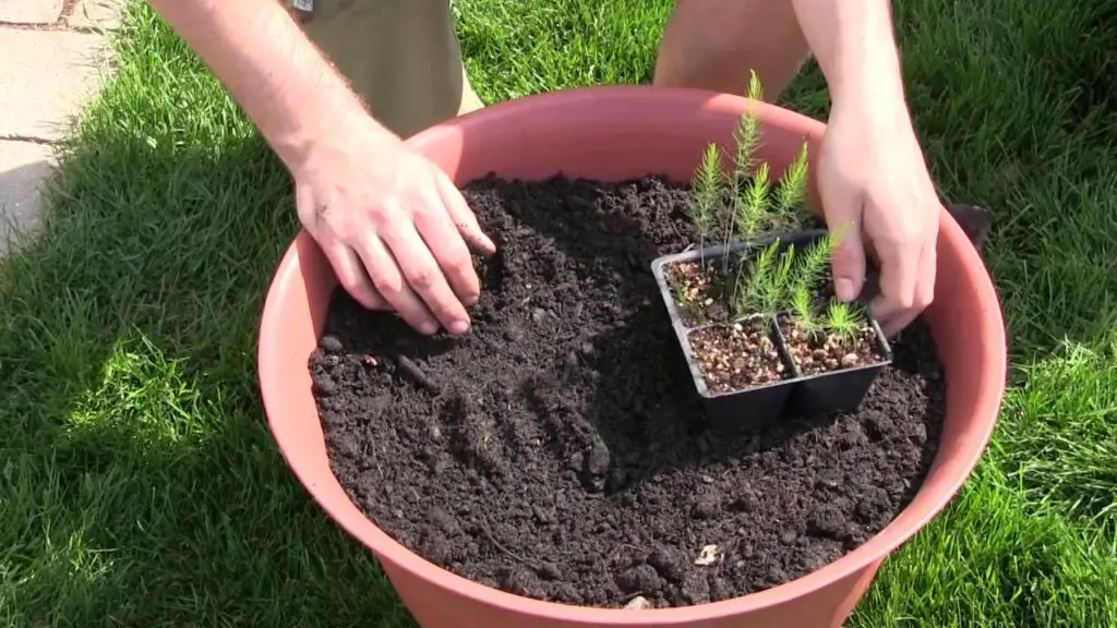 how to grow asparagus in a container