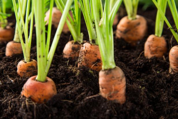 carrot plant