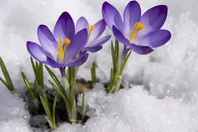 crocus-flower-in-snow