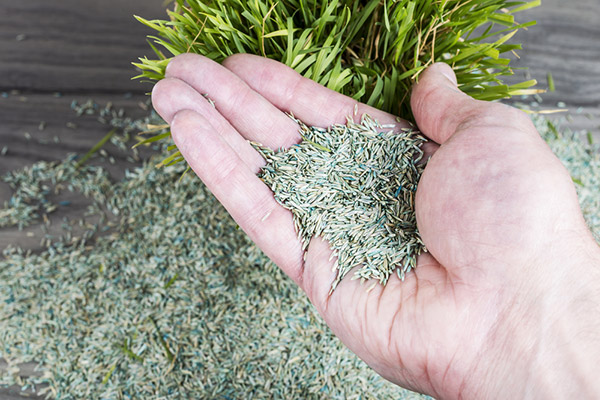 How to Plant Grass Seeds