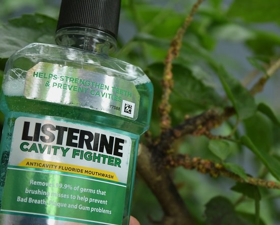 listerine for plants