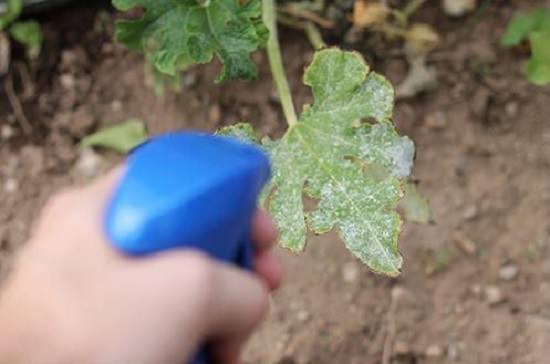 listerine to get rid of mildew on plants