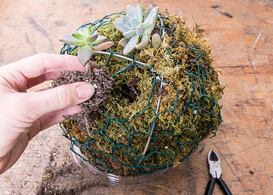 making a succulent ball