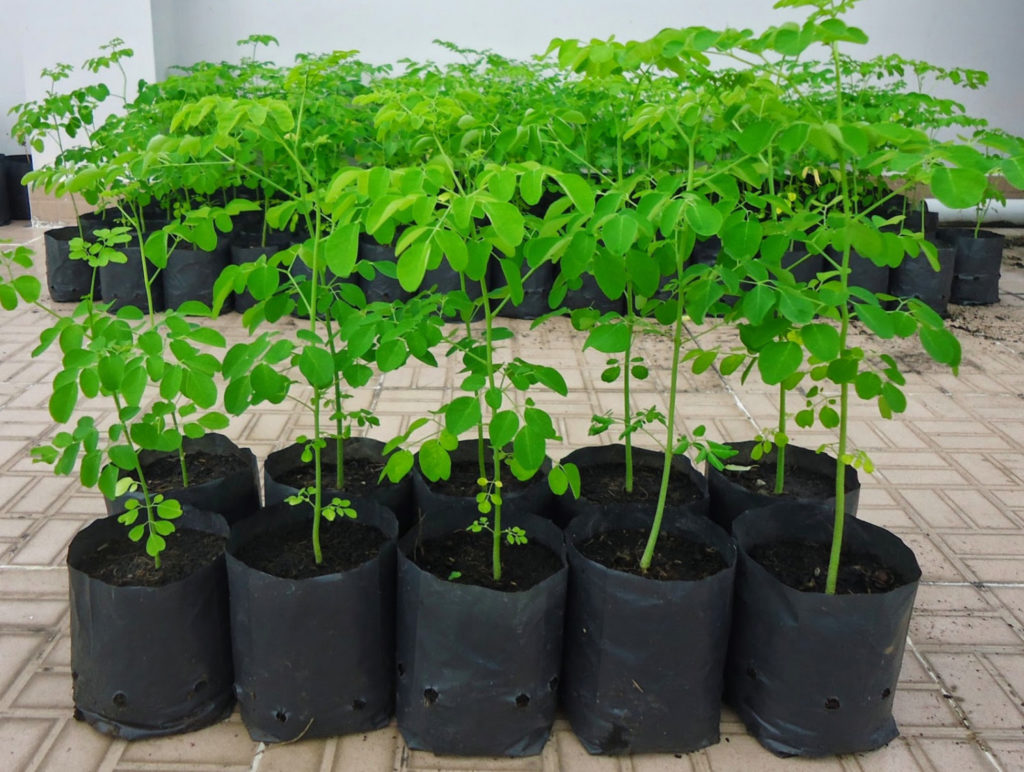 moringa trees