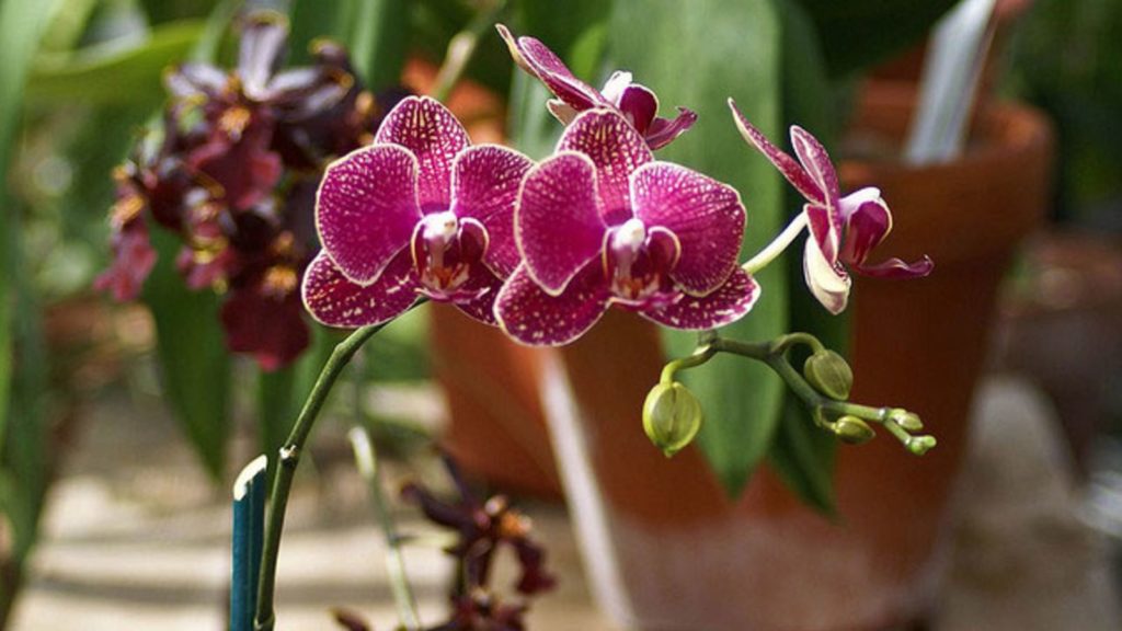 How To Water Orchids Correctly A Guide To Watering Orchids The Right Way Plant Instructions 0063