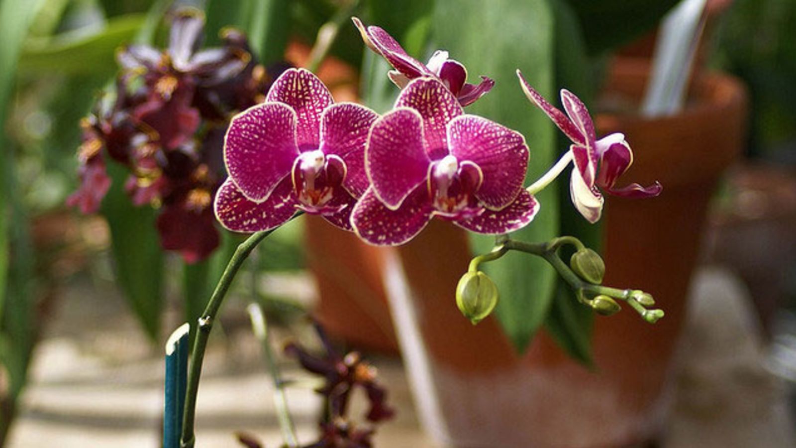 Como cuidar las orquideas para que florezcan