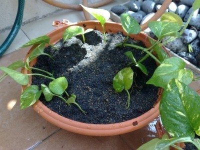 planting pothos cuttings