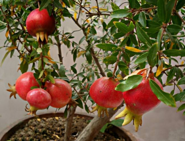 pomegranates in containers