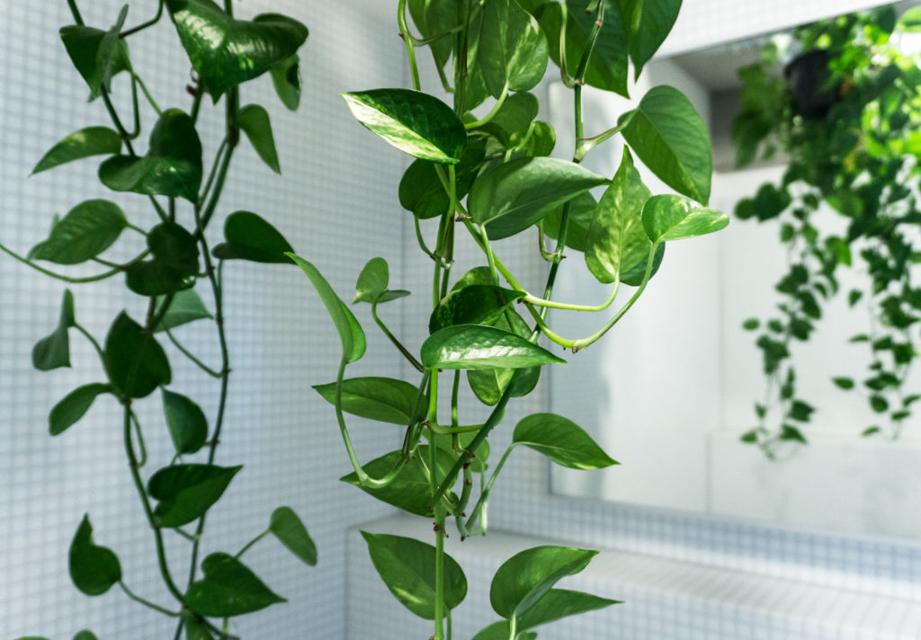 pothos plant