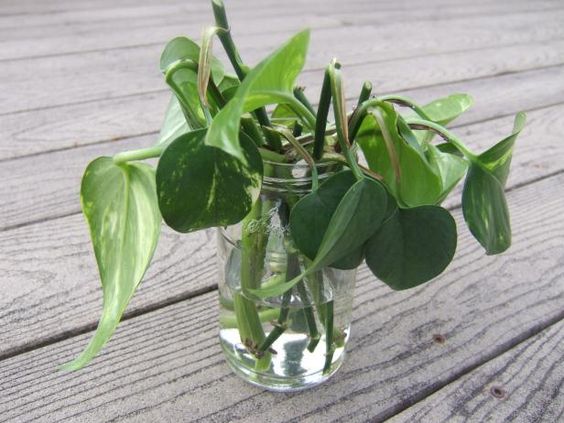 pothos stem in water