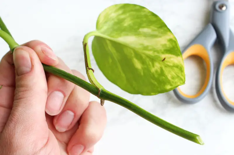 pothos stems and nodes