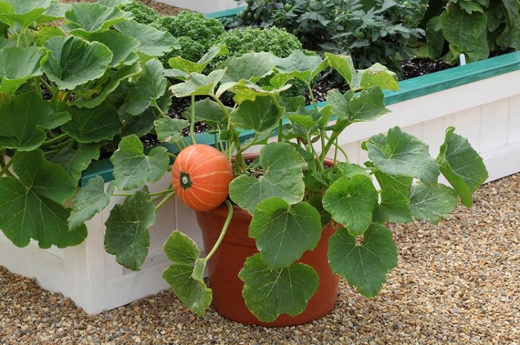 pumpkin in pot