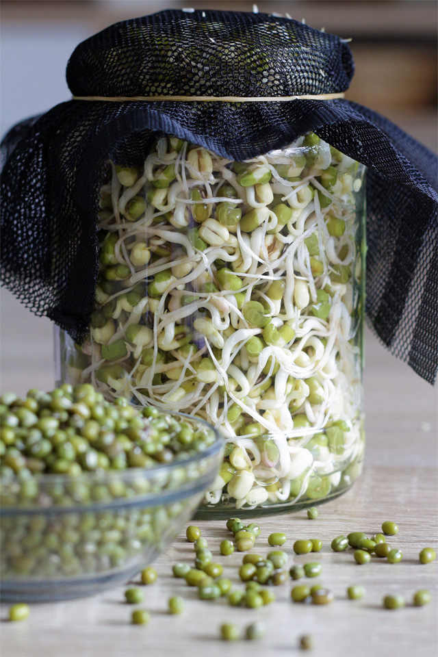 How to Sprout Mung Beans Plant Instructions