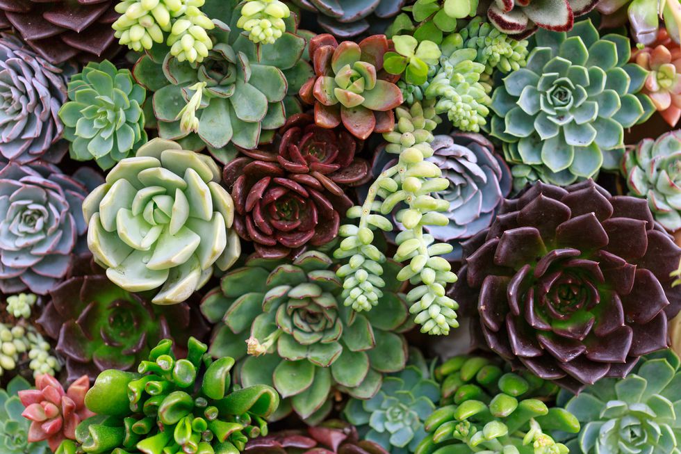 succulent variety