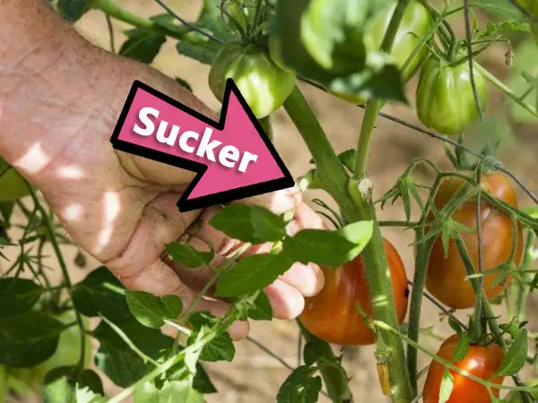 sucker on tomatoes