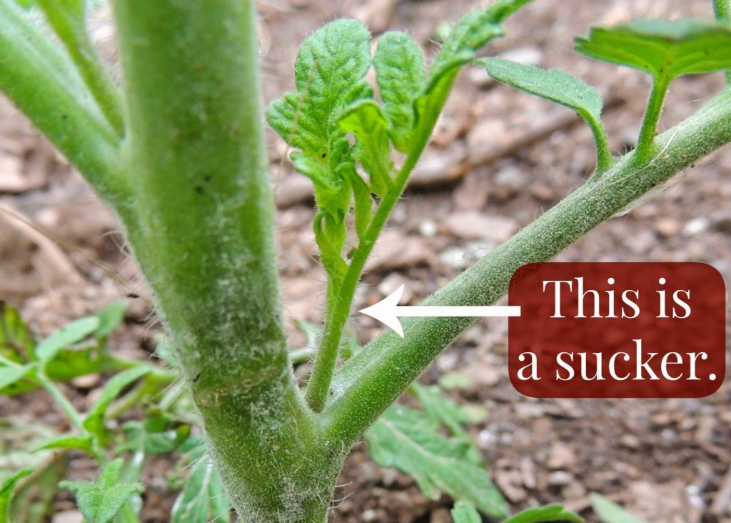 tomato sucker