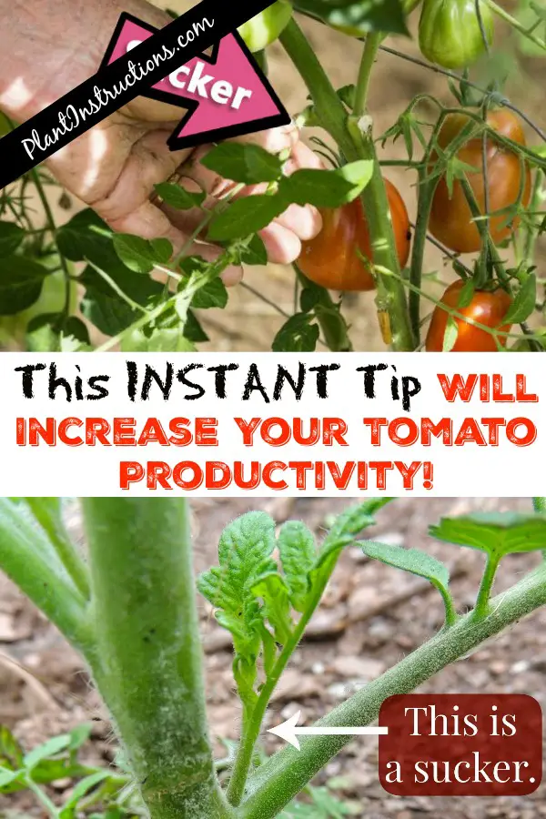 tomato tip to increase productivity