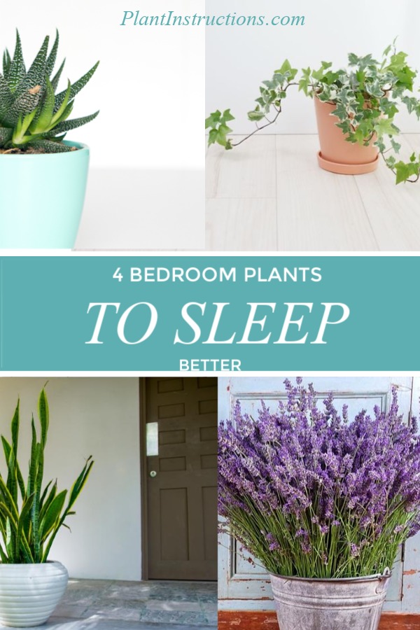 4 Best Bedroom Plants That Can Help You Sleep Better Plant Instructions