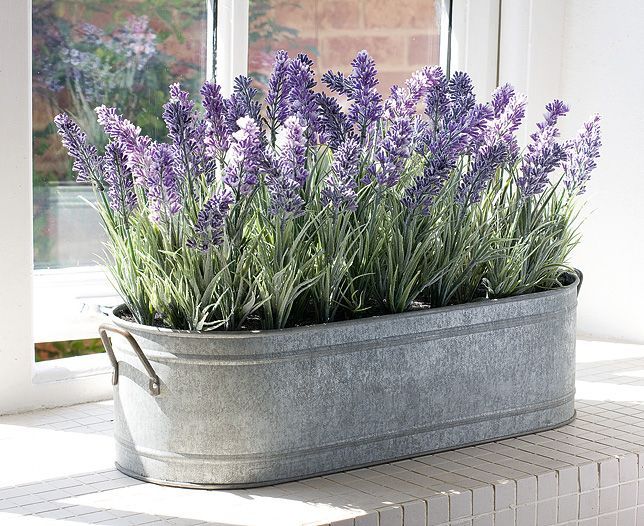 Indoors Plant A Grow To How Lavender