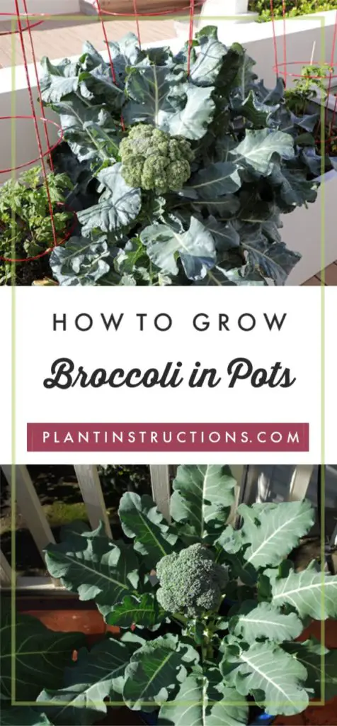 Grow Broccoli in Pots
