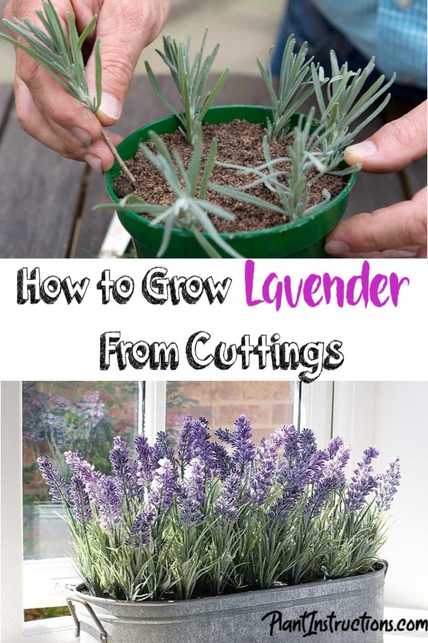 Grow Lavender From Cuttings