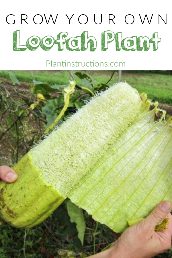 How to Grow Loofah Plants - Plant Instructions