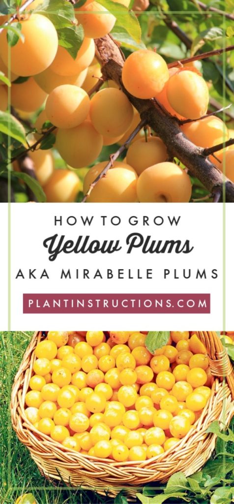 Grow Yellow Plums