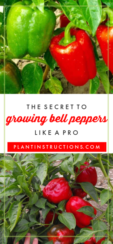 Growing Bell Peppers