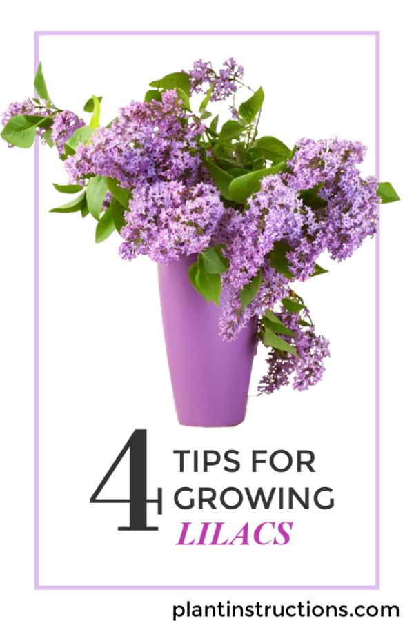 Growing Lilacs