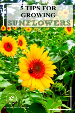 Tips for Growing Sunflowers - Plant Instructions