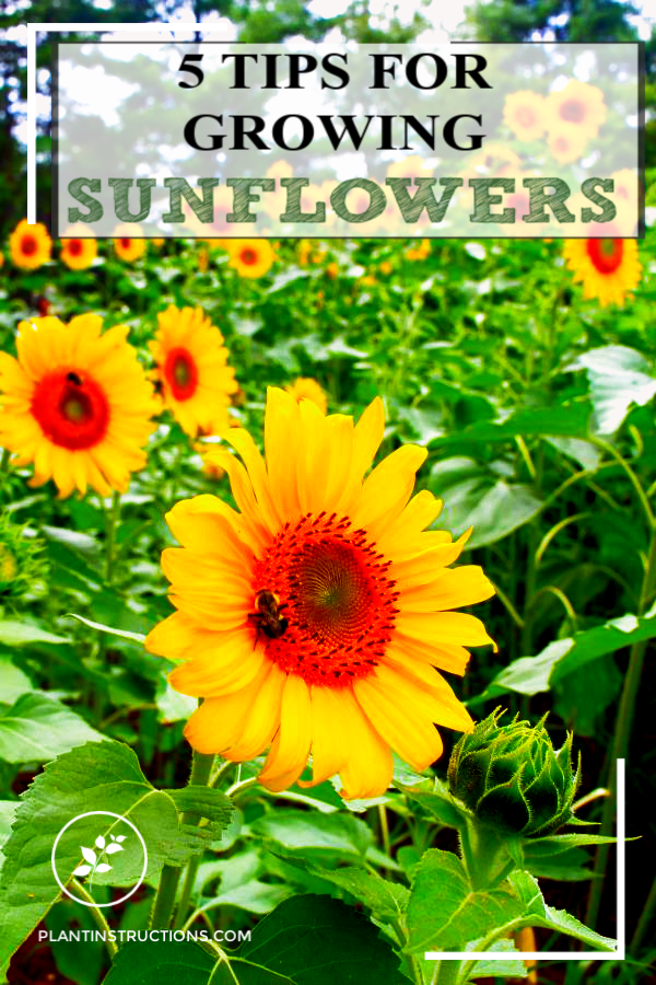 Tips for Growing Sunflowers Plant Instructions