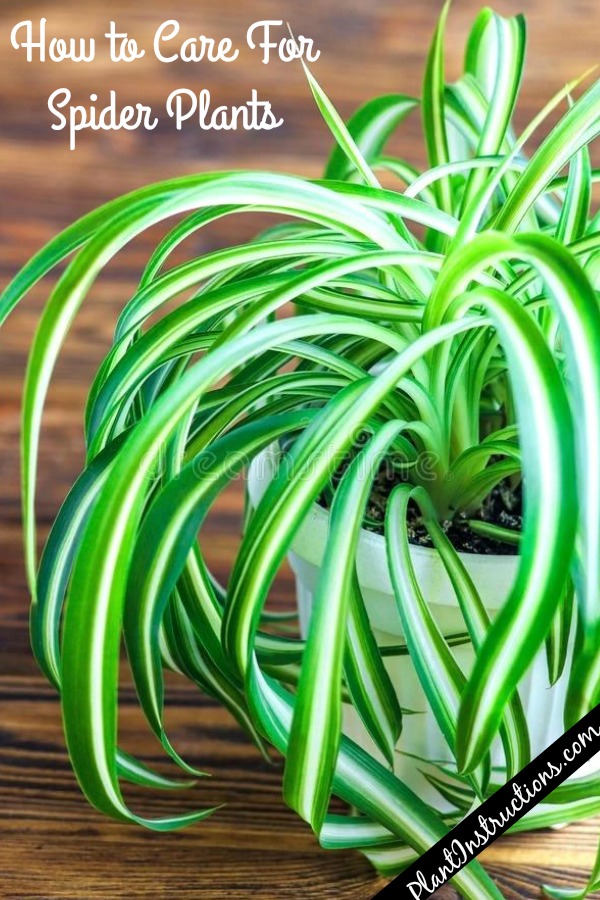 How to Care For Spider Plants