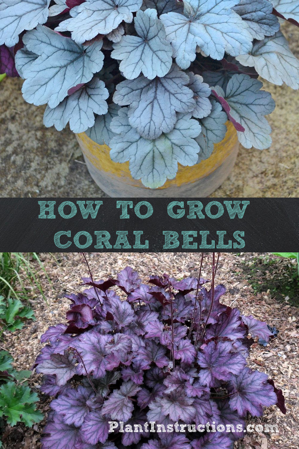 How to Grow Coral Bells