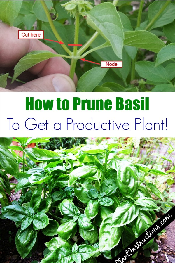 How to Prune Basil