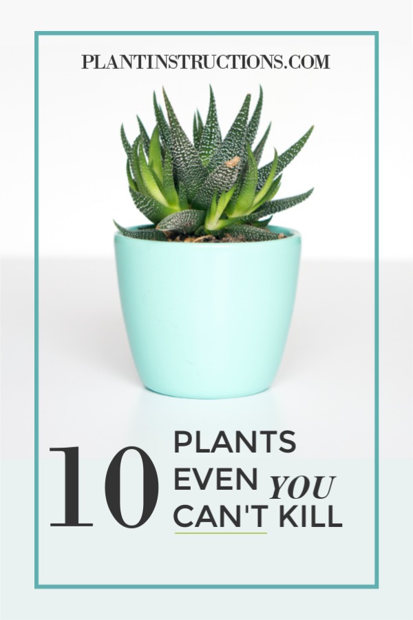 Plants You Can't Kill