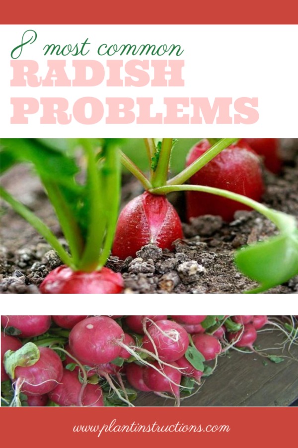 Radish Growing Problems