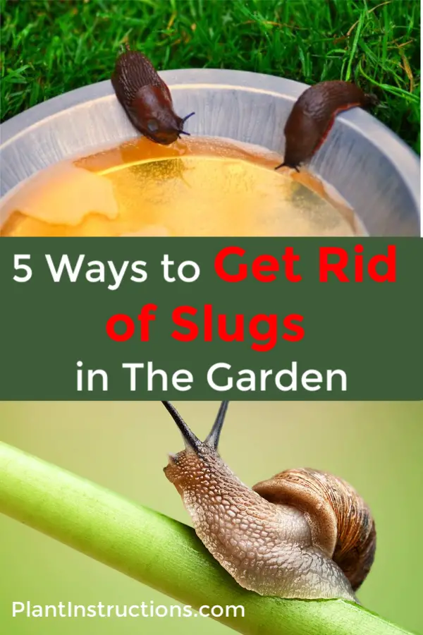 Slugs in The Garden