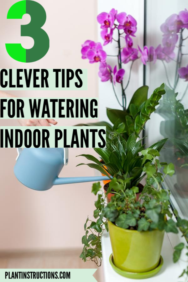 WATERING INDOOR PLANTS