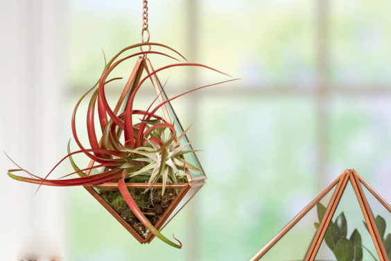 10 Indoor Plants You Can't Kill - Plant Instructions