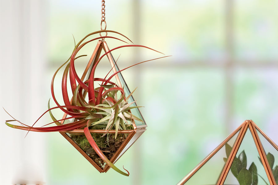 air plant pet friendly houseplants