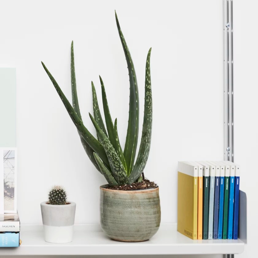 aloe vera in pot