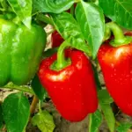 growing peppers indoors