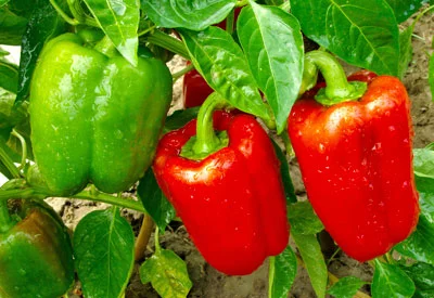 bell pepper plant