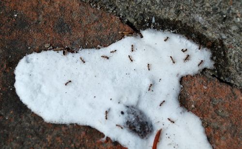 Homemade Ant Killer Recipe: DIY Borax