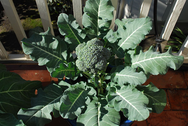 broccoli in container